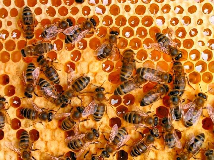 Как и зачем пчелы делают мед: его количество и этапы «производства»