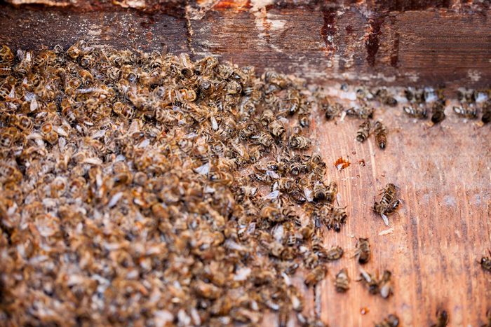 Как применять пчелиный подмор в лечебных целях
